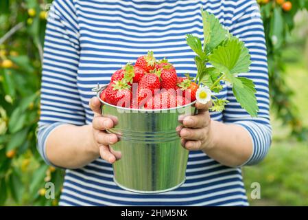 Le mani di Womans stanno tenendo un secchio con le fragole appena raccolte. Fragole biologiche mature. Concetto di raccolto. Foto Stock