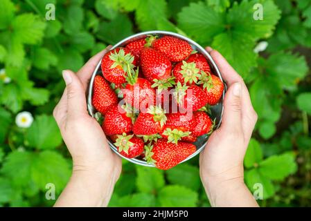 Le mani di Womans stanno tenendo un secchio con le fragole appena raccolte. Fragole biologiche mature. Concetto di raccolto. Foto Stock