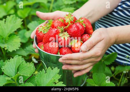 Le mani di Womans stanno tenendo un secchio con le fragole appena raccolte. Fragole biologiche mature. Concetto di raccolto. Foto Stock