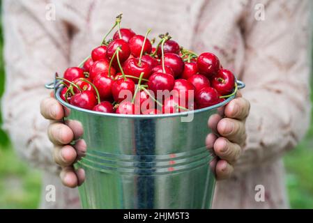 Una donna tiene un secchio di metallo con ciliegie appena raccolte. Una ragazza sta tenendo un secchio con ciliegie succose mature. Foto Stock