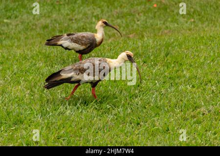 Goiania, Goias, Brasile – 30 gennaio 2022: Theristicus caudatus. Due uccelli chiamati Curicaca che camminano sul terreno erboso. Foto Stock