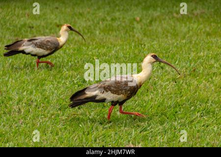 Goiania, Goias, Brasile – 30 gennaio 2022: Theristicus caudatus. Due uccelli chiamati Curicaca che camminano sul terreno erboso. Foto Stock