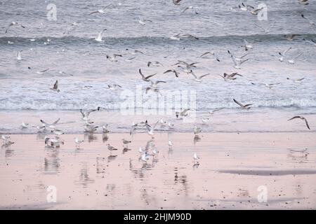 Gregge di gabbiani di aringa (larus argentatus) che si nutrono in acque poco profonde mentre la marea si riallontana al tramonto - Aberdeen, Scozia, Regno Unito Foto Stock
