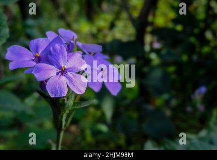 Fuoco selettivo di violette notturne in giardino Foto Stock