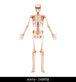 Scheletro Vista anteriore umana bracci aperti dritti. Realistico piatto anatomico colore naturale concetto medico accurata illustrazione Vector illustration board of anatomy isolato su sfondo bianco Illustrazione Vettoriale