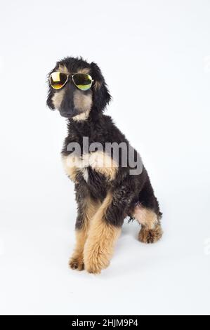 Giovane purebred afghano Hound cane nero indossare occhiali da sole in studio seduti Foto Stock