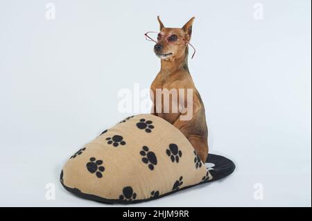 Pinscher in miniatura cane purebred seduto con gli occhiali nella grande slipper Foto Stock