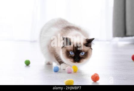 Ritratto di gatto di Ragdoll Foto Stock