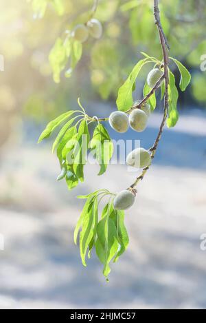 Noci di mandorle che crescono su un ramo di albero in frutteto di mandorle. Messa a fuoco selettiva, svasatura dell'obiettivo Foto Stock