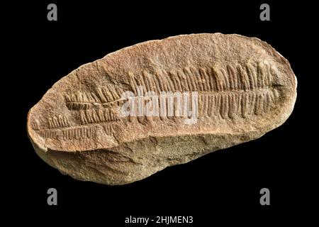 fern fossile isolato su sfondo nero Foto Stock