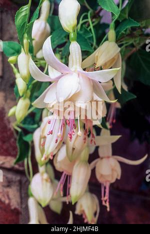 Primo piano di fucsia fiore Annabel. Una doppia fuchsia decidua a fiore rosa con crescita folta. Ideale per appendere cestelli e contenitori Foto Stock