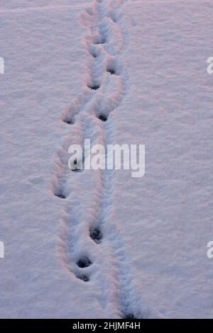Impronte nella neve lasciata da un cane a Santa Fe, New Mexico. Foto Stock