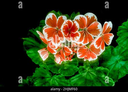 MR Wren un pelargonio zonale a fiore singolo cespuglio con fiori rossi bianchi e arancioni un perenne sempreverde che è gelo tender è una buona pianta della casa Foto Stock