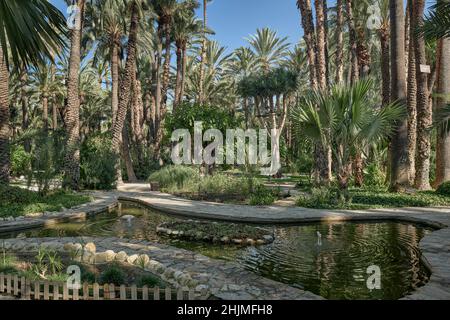 Il Giardino Huerto del cura è stato dichiarato Giardino artistico Nazionale nel 1943, gioiello della storica palmeto di Elche, provincia di Alicante, Spagna, Foto Stock