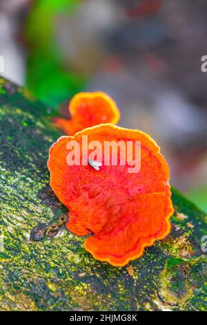 Foresta tropicale naturale giungla con funghi muschio lichens sugli alberi sentiero escursionistico e sentiero per Praia Lopes Mendes sulla grande isola tropicale Ilha Foto Stock