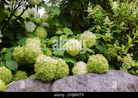 Hydrangea arborescens 'Annabelle' arbusto in roccia rialzata bordo bordato in giardino cortile in estate. Foto Stock