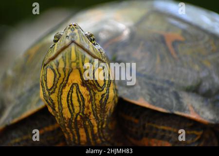 Ritratto del cursore di D'Orbigny o del cursore dalle bugne nere (Trachemys dorbigni) nella riserva naturale di Costanera sur, Buenos Aires Foto Stock