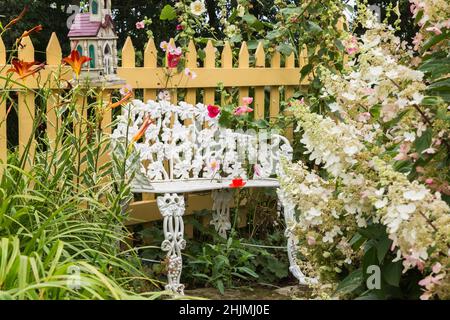 Bianco dipinto in ghisa stile vittoriano panca di seduta bordered da Papaver rosso - Poppy, Alcea rosea - Hollyhock fiori di fronte cortile giardino di campagna. Foto Stock