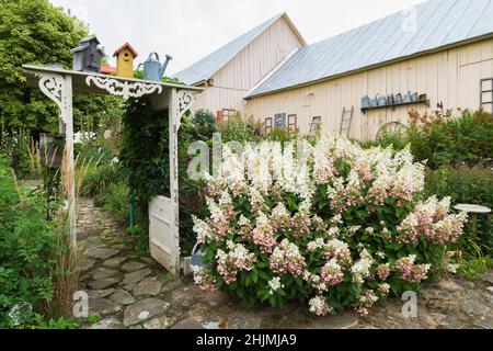 Sentiero in pietra arborea attraverso l'arco di legno bianco decorato con un'opera di scorrimento, birdhouses e annaffiatura vintage può delimitato da Hydrangea 'Pinky Winky'. Foto Stock