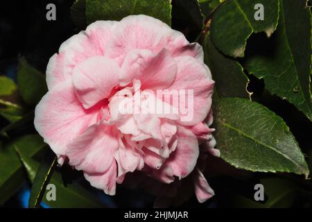 Albero di camellia fiorito che risplende di recente fioritura mostrando il suo grazioso motivo rosa chiaro/bianco petalo tra le sue foglie verdi di questo sempreverde. Foto Stock