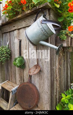 Annaffiatura in stagno d'epoca in metallo appeso a scatola di legno grigio intemperato decorato con arancio Tropaeolum majus - Giardino Nasturtium, Sempervivum. Foto Stock