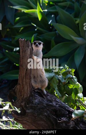 Meerkat si appoggia contro un ceppo, in guardia. Preso allo Zoo di Melbourne, Australia. Foto Stock