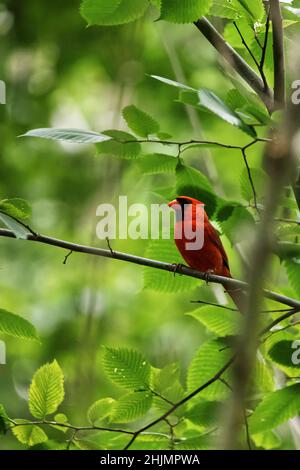 Fuoco selettivo di un uccello cardinale arroccato su un piccolo ramo di un albero Foto Stock