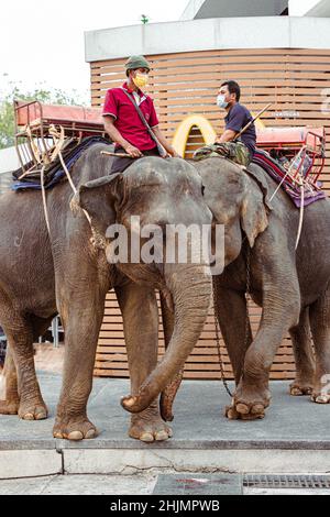 Elefante durante la Parata di Natale 2021 a Pattaya, Thailandia Foto Stock