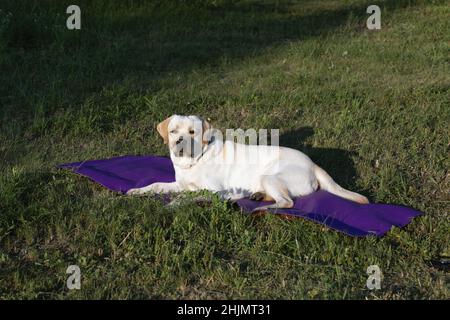 Ritratto di labrador Retriever cane sdraiato con calma su tappeto di allenamento su erba secca all'aperto durante il tramonto in erba. Foto Stock