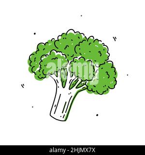 Cavolo di broccoli verde isolato su sfondo bianco. Cibo sano biologico. Illustrazione vettoriale disegnata a mano in stile doodle. Perfetto per carte, logo, decorazioni, ricette, vari disegni. Illustrazione Vettoriale