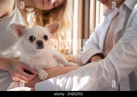 ritratto di un cane chihuahua seduto tra le braccia dei loro proprietari. Animale domestico preferito. Foto Stock