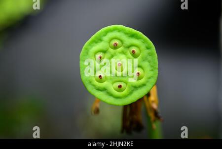 Foto macro primo piano della cialda di semi di loto, sette noci di loto nella cialda di loto verde, isolato contro una vista frontale di sfondo sfocato e morbido. I dadi sono ricchi Foto Stock