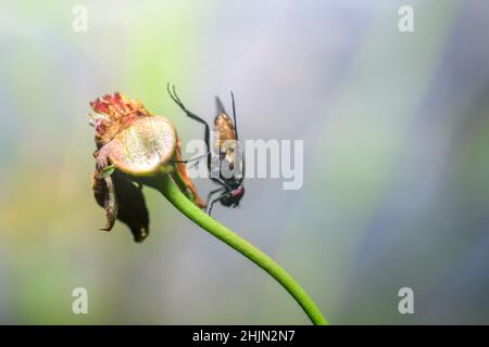Housefly appende su un gambo di un fiore morto testa. Bokeh morbido sfondo. Foto Stock