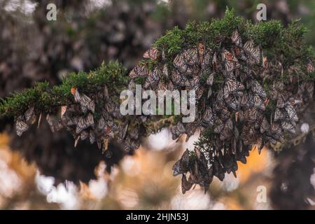 Un'aggregazione di farfalle monarca (Danaus plexippus) nel Butterfly Sanctuary in Pacific Grove, contea di Monterey, California. Foto Stock