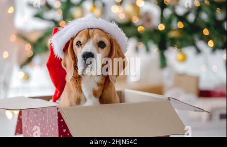 Beagle cane nel periodo di Natale Foto Stock