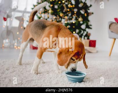 Beagle cane nel periodo di Natale Foto Stock