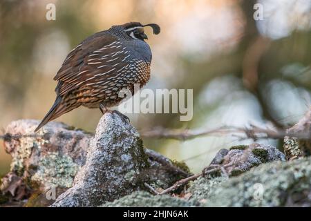 Quaglia della California (Callipepla californica) arroccata sulle rocce nel parco storico dello stato di Olompali nella contea di Marin, California. Foto Stock