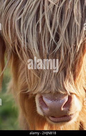 Ritratto di una mucca marrone delle Highland con capelli lunghi e frangia che copre completamente gli occhi. Foto Stock