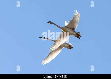 White Trumpeter Swan a Vancouver BC Canada Foto Stock