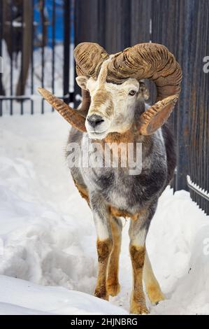 Argali maschi nella neve. Pecore selvatiche di montagna Altai con corna a spirale possenti tra le nevi Foto Stock