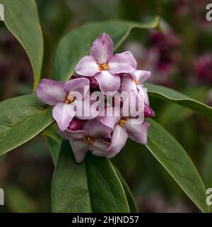 Primo piano di un gruppo di fiori di Daphne bholua 'Limpsfield' in inverno Foto Stock