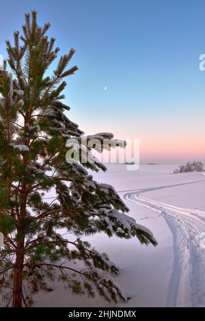 Albero di Natale close-up neve pianura nevicate tortuose strada sul mese neve nel cielo blu mattina, orizzonte rosa. Inverno natura, senza persone, un luogo Foto Stock