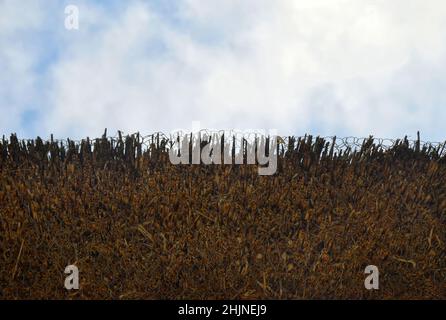 particolare del tetto di paglia, anglia orientale, inghilterra Foto Stock