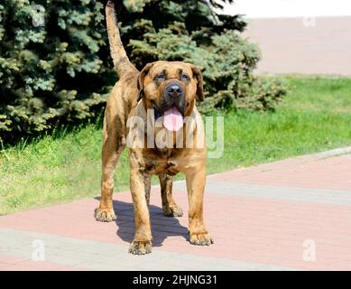 Masff canarino in volto pieno. Il Canary Mastiff si trova nel parco cittadino. Foto Stock