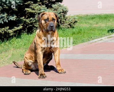 Posti a sedere Perro de presa Canario. Il Perro de presa Canario si trova nel parco cittadino. Foto Stock