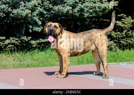 Presa Canario guarda nella fotocamera. Il presa Canario si trova nel parco cittadino. Foto Stock