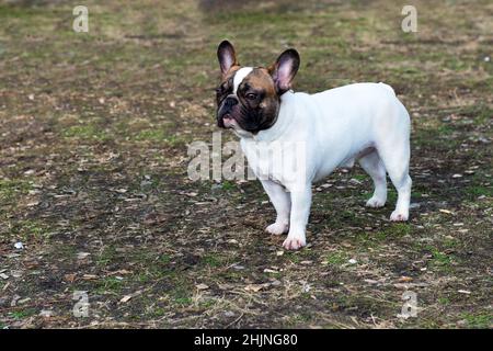 Look Bulldog francese. Il Bulldog francese è nel parco. Foto Stock
