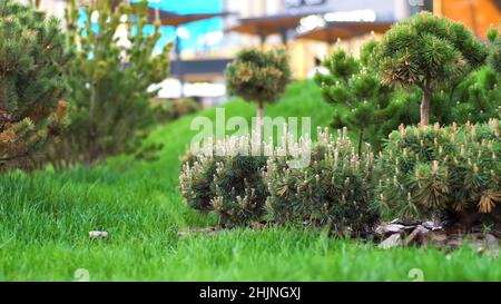 Piante verdi di conifere in giardino. Riprese in stock. Giovani alberi di conifere con coni piantati in giardino ben curato con prato verde. Foto Stock