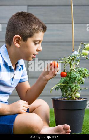 Ragazzo che raccoglie i pomodori da una pianta di pomodoro a casa Foto Stock