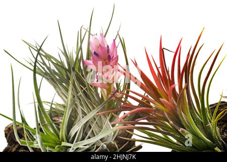 tillandsia pianta di fronte a sfondo bianco Foto Stock